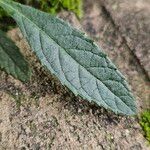 Buddleja globosa Blad