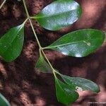 Anthocarapa nitidula Habit