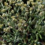 Pseudognaphalium undulatum Floro