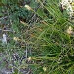 Carex pulicaris Fruto
