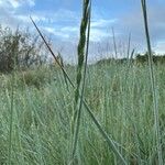 Elymus pungens Blüte