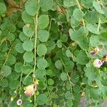 Capparis spinosa葉