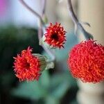 Kleinia fulgens Flower