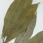 Endlicheria pyriformis Máis