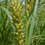 Carex trichocarpa Fruit