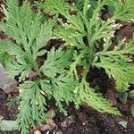 Selaginella umbrosa Leaf
