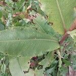 Senecio doria Leaf