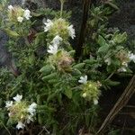 Thymus munbyanus Hábito