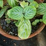 Chamaeranthemum venosum Hoja