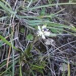 Polygala serpyllifolia Blomst