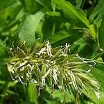Anthoxanthum odoratum 花