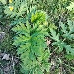 Heracleum mantegazzianum Blad