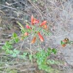 Keckiella cordifolia Blomma