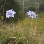 Scabiosa canescens फूल