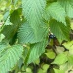 Rhodotypos scandens Fuelha