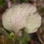 Ranunculus harveyi