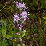 Liatris squarrosa Kukka