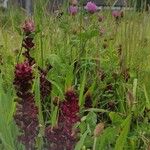 Orobanche foetida Alkat (teljes növény)