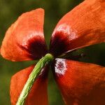Papaver argemone Flor