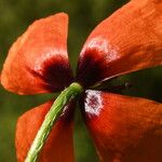 Papaver argemone Blomma