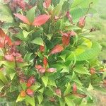 Photinia glabraFolha