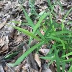 Leersia virginica Folha