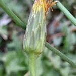 Scorzoneroides autumnalis Квітка