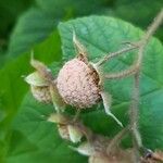 Rubus odoratus Vrucht