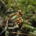 Carex viridula