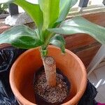 Dracaena fragransKabuk