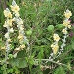 Verbascum pulverulentumЦветок