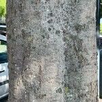 Celtis africana Bark