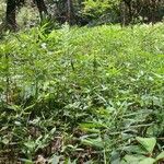 Cleoserrata serrata Diğer