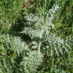 Cynara algarbiensis