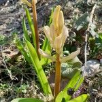 Gagea serotina Blomst