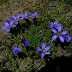 Cyananthus incanus Vekstform