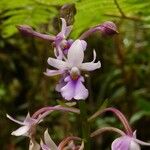 Calanthe sylvatica Цвят