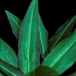 Habenaria rhodocheila Leaf