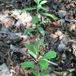 Comandra umbellata Leaf