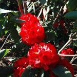 Rhododendron barbatum Flor