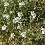 Nigella arvensis 花