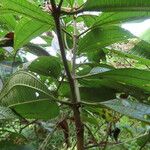 Miconia affinis Leaf