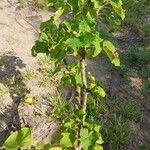 Jatropha curcas Blad