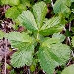 Imperatoria ostruthium Likasa
