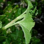 Ribes cereum Lapas