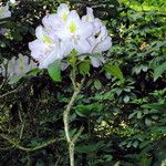 Rhododendron maximum Цвят