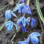 Scilla siberica Flower