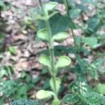 Scutellaria albida 花