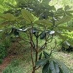 Rhododendron sinogrande Blad