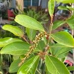 Citharexylum spinosum Folha